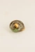 Vinbjerg snail shell 3 cm
