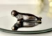 Seal looking 9 cm